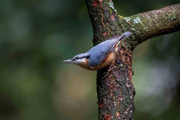 Ormandaki bir dalda hiçbir şey yok.
