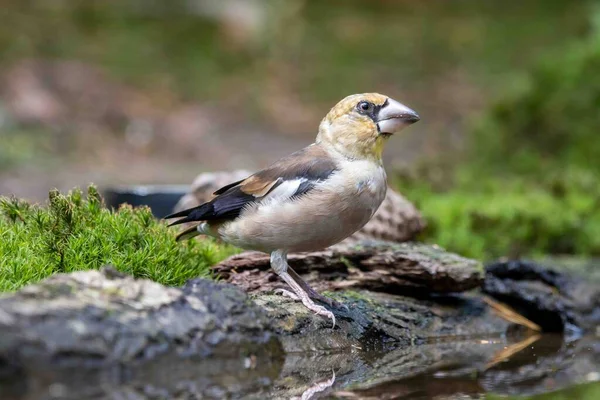Küçük bir gölette ispinoz