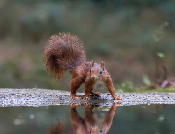 Küçük bir gölette sincap.