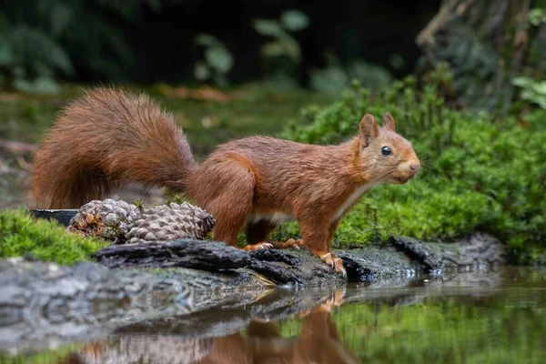 Küçük bir gölette sincap.
