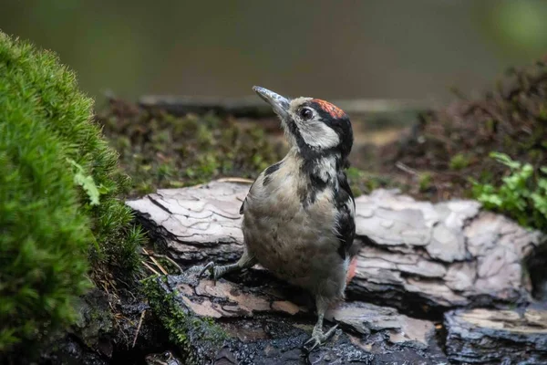 Yerde oturan ağaçkakan