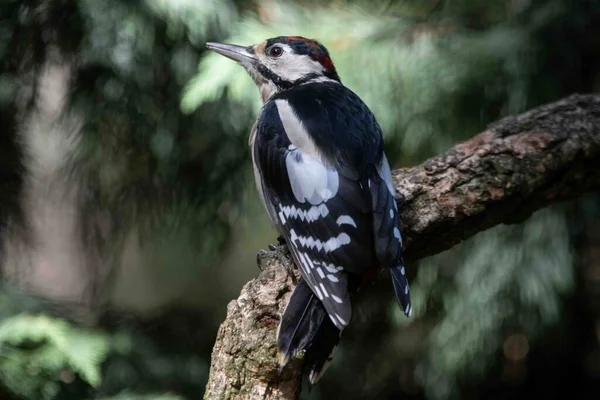 Ağaçkakan ormanda bir dalda