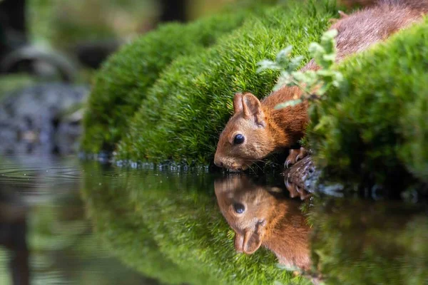 Sincap küçük bir gölden su içer.