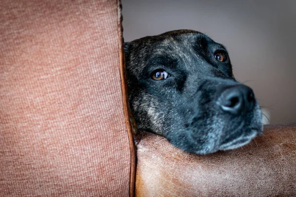 The dog relaxes in the chair and looks at the camera Stock Image