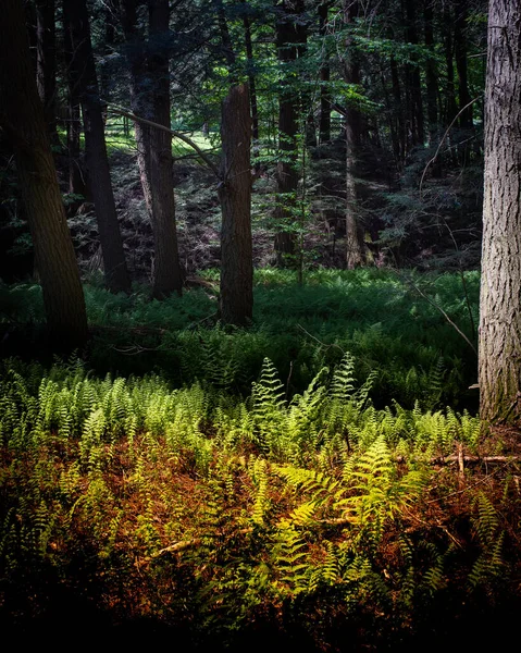Зеленые папоротники в лесу на солнце — стоковое фото