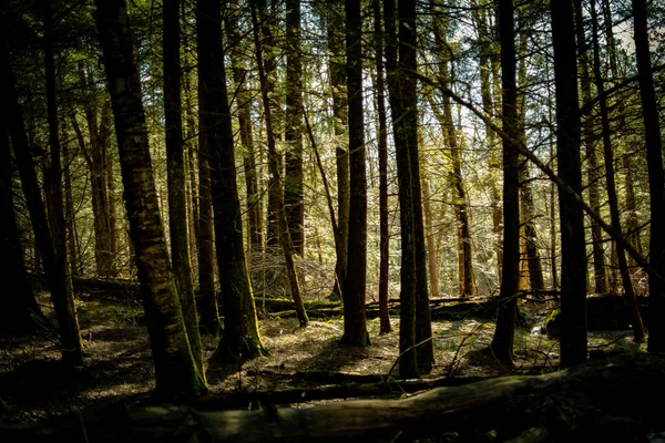 Το φως έρχεται μέσα από τα δέντρα στο δάσος το ηλιοβασίλεμα — Φωτογραφία Αρχείου