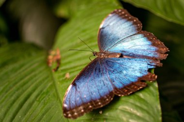 Mavi ve siyah kelebek yeşil yaprağın üzerinde oturuyor.