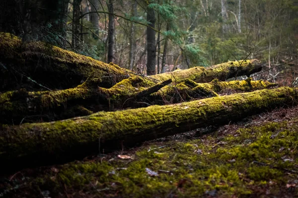 Os troncos musgosos no chão da floresta — Fotografia de Stock