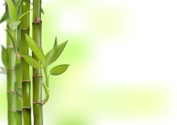 Fundo de bambu, ilustração vetorial realista, 3d — Vetor de Stock