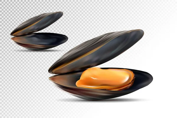 Realistisk Detaljerade Svarta Musslor Som Öppnas Visa Musselskal Färska Läckra — Stock vektor