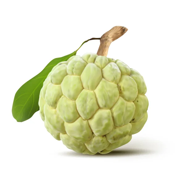 One Whole Cherimoya Annona Cherimola Isolated White Background Raw Tropical Graphismes Vectoriels