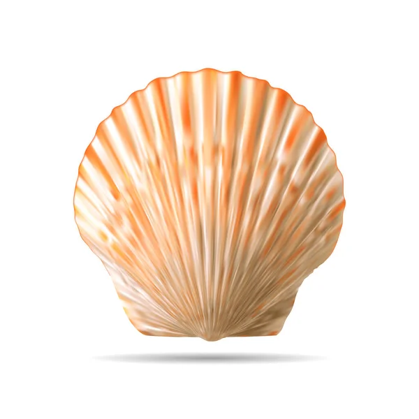 Top View Scallops Shell Isolated White Vector Illustration — Stock Vector