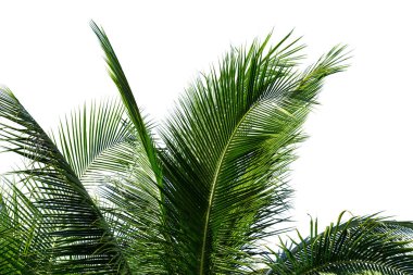 Beyaz arkaplanda izole edilmiş hindistan cevizi ağacı yaprakları, kırpma yolu dahil.