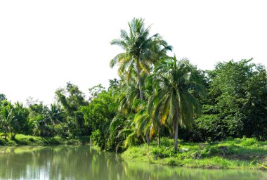 Beyaz arkaplanda izole edilmiş hindistan cevizi ağacının sırası.