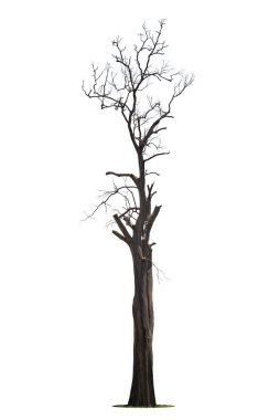 Beyaz arkaplanda izole edilmiş ölü ağaç, kırpma yolu.