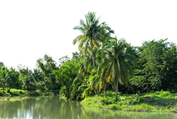 在白色背景下被隔离的椰子树排列成行 — 图库照片