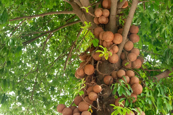 Cannonball Tree Στην Τροπική Φύση Απομονώνονται Λευκό Φόντο — Φωτογραφία Αρχείου