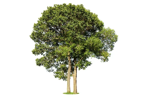 Albero Verde Isolato Sfondo Bianco Alberi Isolati Sfondo Bianco Alberi — Foto Stock