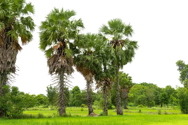 Árboles Líneas Palmeras Azúcar Aisladas Sobre Fondo Blanco —  Fotos de Stock