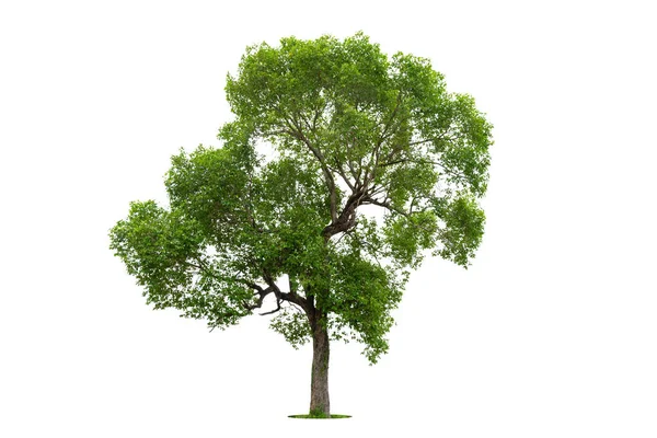 Albero Verde Isolato Sfondo Bianco Alberi Isolati Sfondo Bianco Alberi — Foto Stock