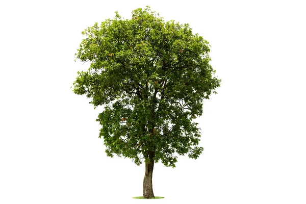 Απομονωμένο Πράσινο Δέντρο Λευκό Φόντο Δέντρα Απομονωμένα Λευκό Φόντο Τροπικά — Φωτογραφία Αρχείου