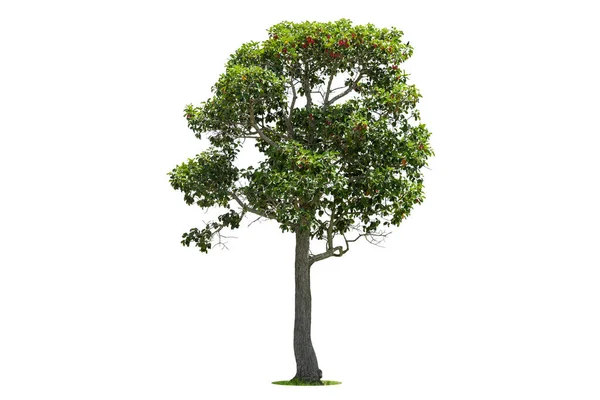 450+ Mahogany Tree Stock Photos, Pictures & Royalty-Free Images - iStock