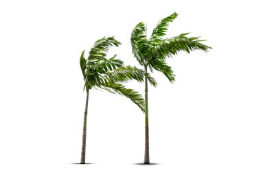 Beyaz arkaplanda izole edilmiş palmiye ağacı, kırpma yolu dahil.