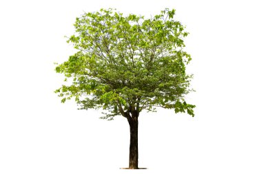 Beyaz zemin üzerinde izole edilmiş yeşil ağaç, beyaz zemin üzerinde izole edilmiş ağaçlar, tasarım, reklam ve mimari için izole edilmiş tropikal ağaçlar..