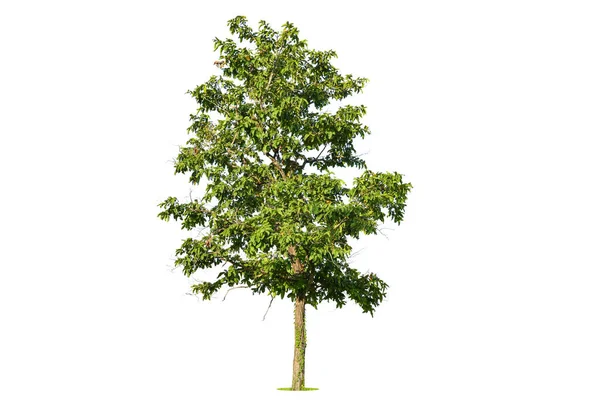 Árbol Verde Aislado Sobre Fondo Blanco Árboles Aislados Sobre Fondo — Foto de Stock