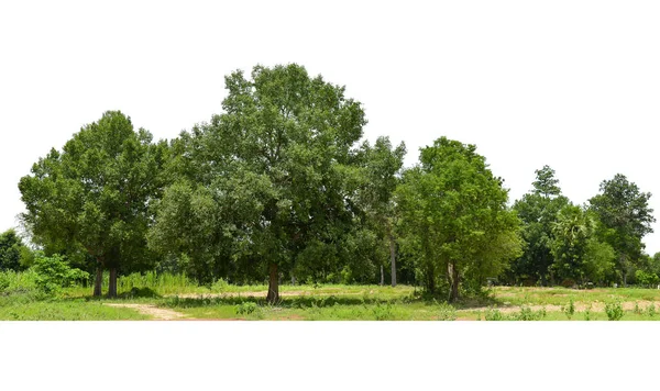Widok Drzewa Wysokiej Rozdzielczości Izolowanego Białym Tle Izolat Linii Drzew — Zdjęcie stockowe