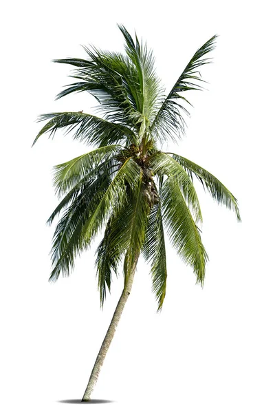 Palmera Coco Aislada Sobre Fondo Blanco Palmera Contra Fondo Blanco — Foto de Stock