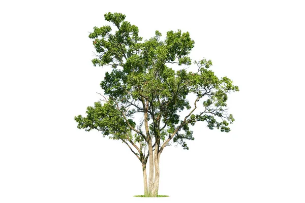 Árvore Verde Isolada Sobre Fundo Branco Árvores Isoladas Sobre Fundo — Fotografia de Stock