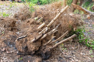 Bambu ağacı dikmek için ağaç kökü, bambu gövdesi yakmak için. 
