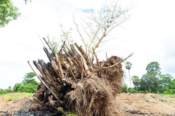 Cavar Raíz Árbol Bambú Cortado Para Uso Para Plantar Troncos — Foto de Stock