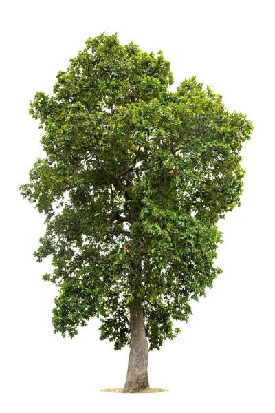 Isolierter Grüner Baum Auf Weißem Hintergrund Isolierte Bäume Auf Weißem — Stockfoto