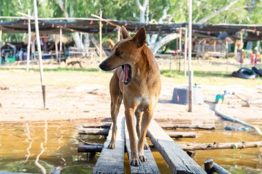 Su deposunun üzerindeki ahşap köprü zemininde duran Thai köpeği..