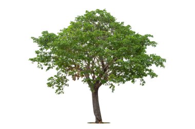 Beyaz zemin üzerinde izole edilmiş yeşil ağaç, beyaz zemin üzerinde izole edilmiş ağaçlar, tasarım, reklam ve mimari için izole edilmiş tropikal ağaçlar..