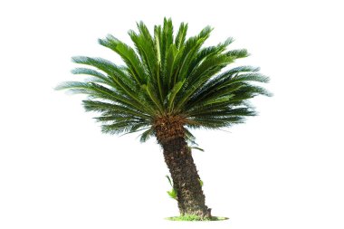 Beyaz arkaplanda izole edilmiş Cycad palmiye ağacı bahçe ve park dekorasyonu için kullanılıyor.