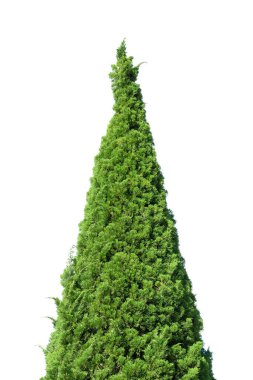 Beyaz arka planda çam ağacı izole edilmiş. Bunun kırpma yolu var.