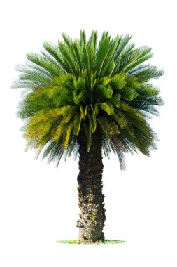 Beyaz arkaplanda izole edilmiş Cycad palmiye ağacı bahçe ve park dekorasyonu için kullanılıyor.