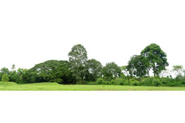 Yüksek çözünürlüklü ağaç hattı görüntüsü beyaz arkaplanda izole edilmiş, ağaç hattı beyaz arkaplanda izole edilmiş.