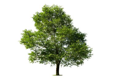 Beyaz zemin üzerinde izole edilmiş yeşil ağaç, beyaz zemin üzerinde izole edilmiş ağaçlar, tasarım, reklam ve mimari için izole edilmiş tropikal ağaçlar..