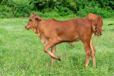  İnek, buzağı çimlerin üzerinde duruyor, yeşil çimlerin üzerinde..