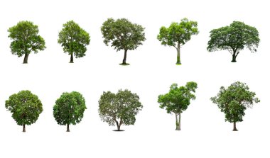 Beyaz arka planda izole edilmiş ağaçlar koleksiyonu, dizayn için egzotik tropikal ağaç.