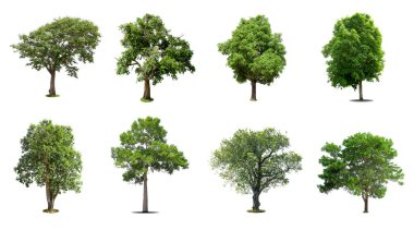 Beyaz arka planda izole edilmiş ağaçlar koleksiyonu, dizayn için egzotik tropikal ağaç.