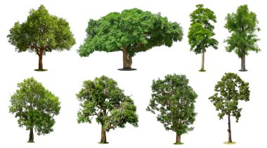 Beyaz arka planda izole edilmiş ağaçlar koleksiyonu, dizayn için egzotik tropikal ağaç.