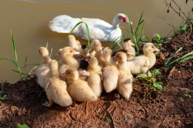 Ördek ailesi, ördekli anne ördek yavrusu .