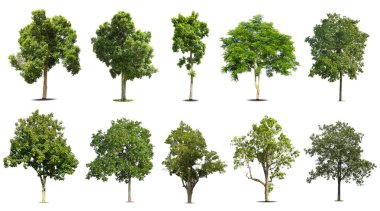 Beyaz arka planda izole edilmiş ağaçlar koleksiyonu, dizayn için egzotik tropikal ağaç.