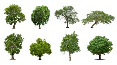 Beyaz arka planda izole edilmiş ağaçlar koleksiyonu, dizayn için egzotik tropikal ağaç.