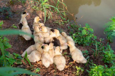 Bir grup ördek dışarıda poz veriyor. Ördek yavruları su içmek için yem oluğuna gidiyor.. 
